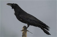 藏品(巨嘴鴉)的圖片